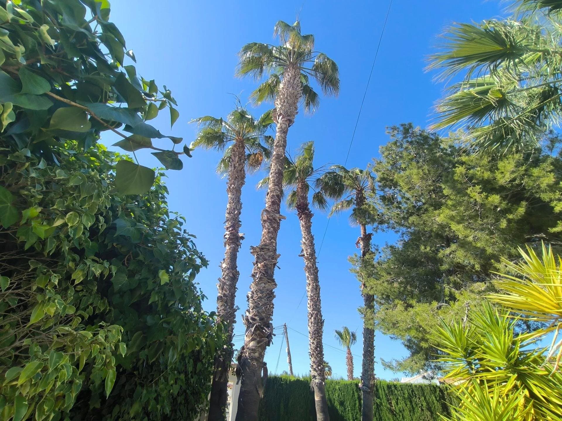5-Zimmer Villa in La Siesta - El Salado - Torreta, Torrevieja - 7
