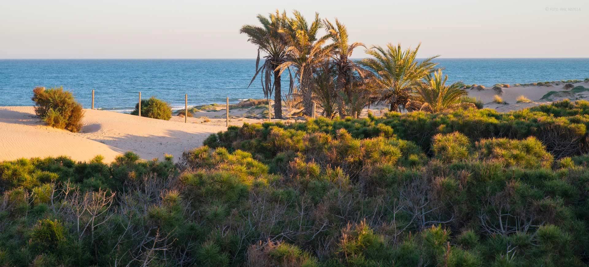 2-Bedroom House in Urbanizaciones, Guardamar del Segura - Image 2