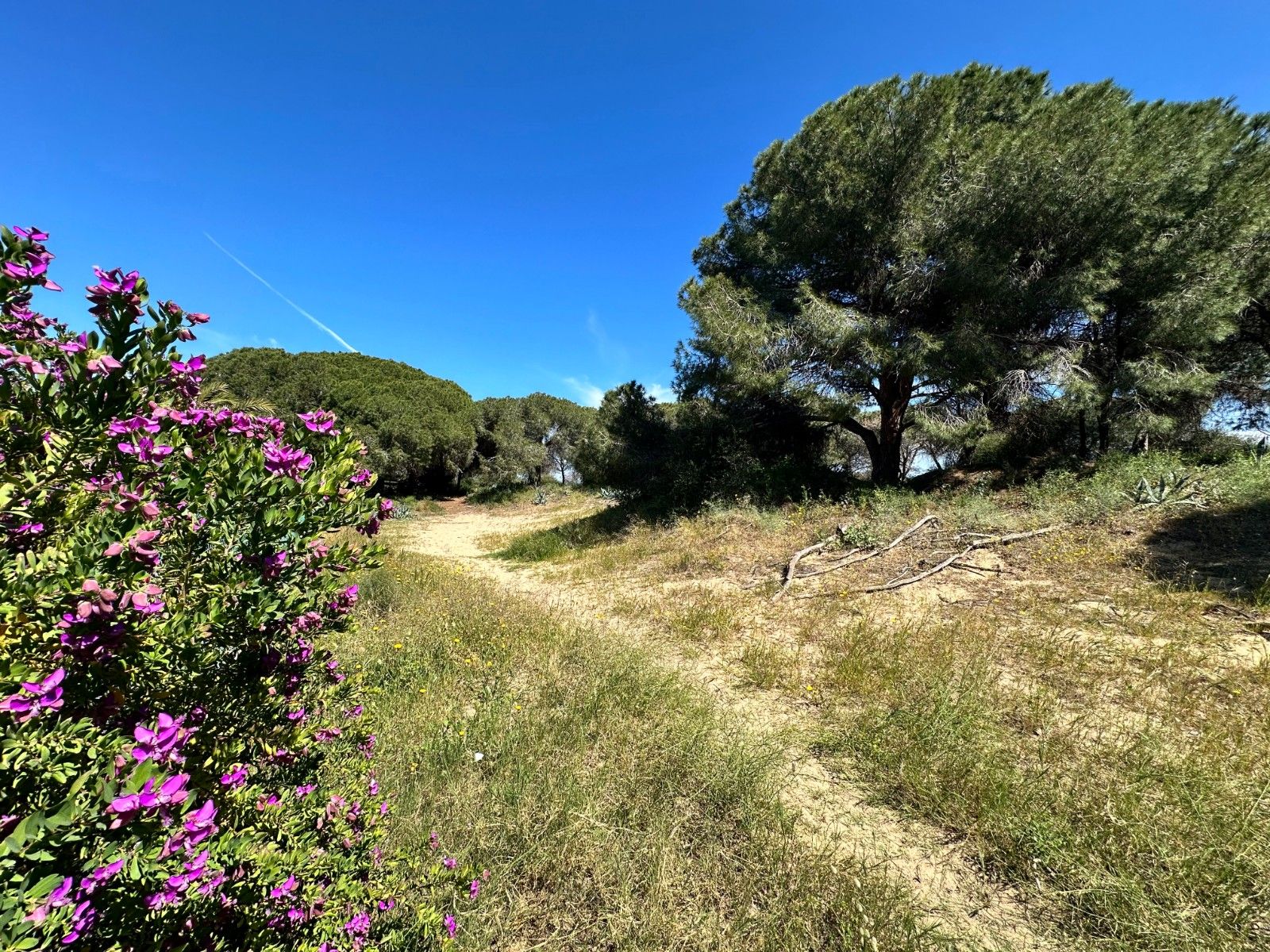 2-Bedroom House in Urbanizaciones, Guardamar del Segura - Image 5