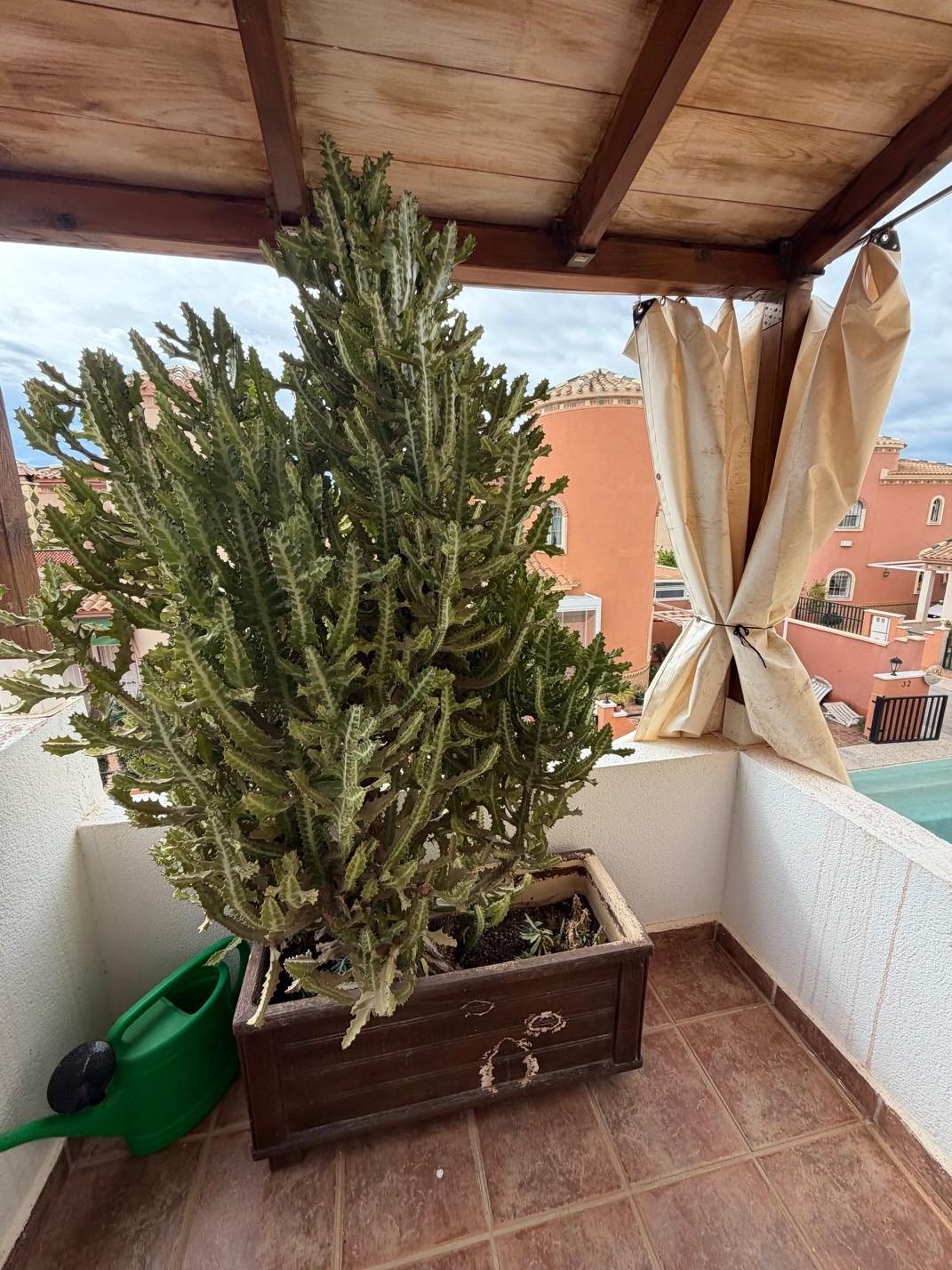 3-Zimmer Villa in Playa Flamenca, Orihuela Costa - Image 22