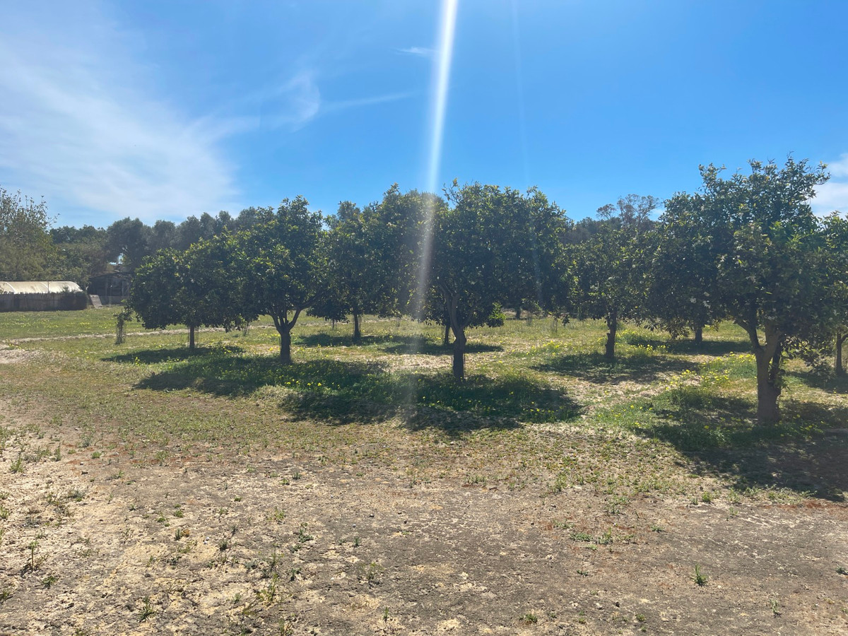 3-Bedroom Detached House in Guardamar del Segura | Sunny... - Image 13