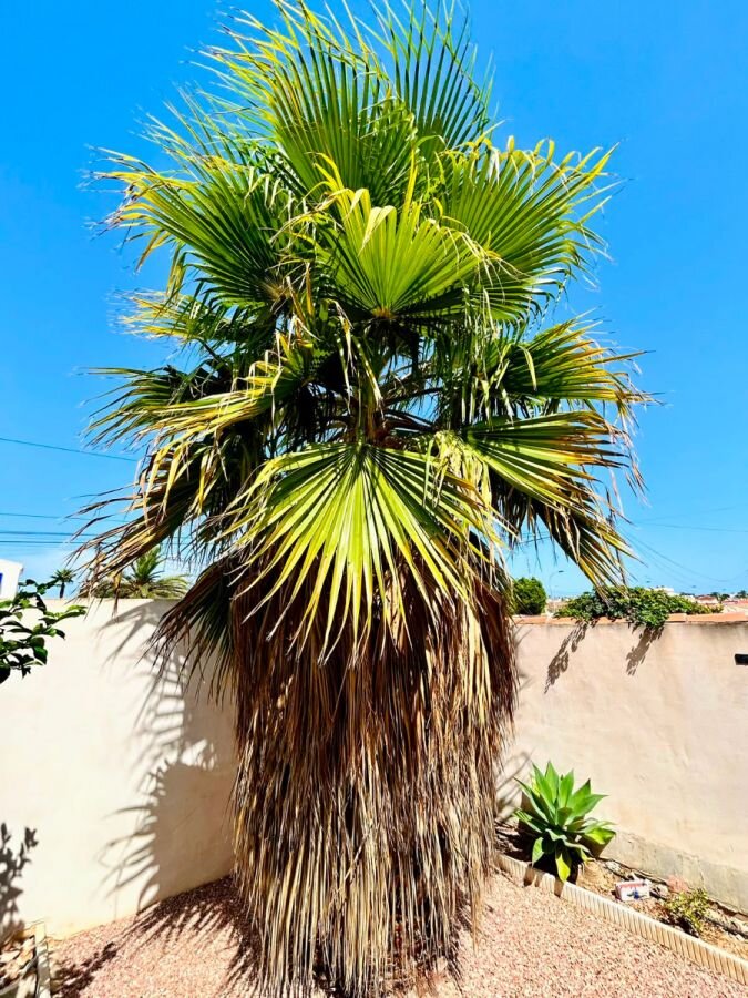 3-Bedroom Villa in La Siesta - El Salado - Torreta, Torrevieja - Image 29