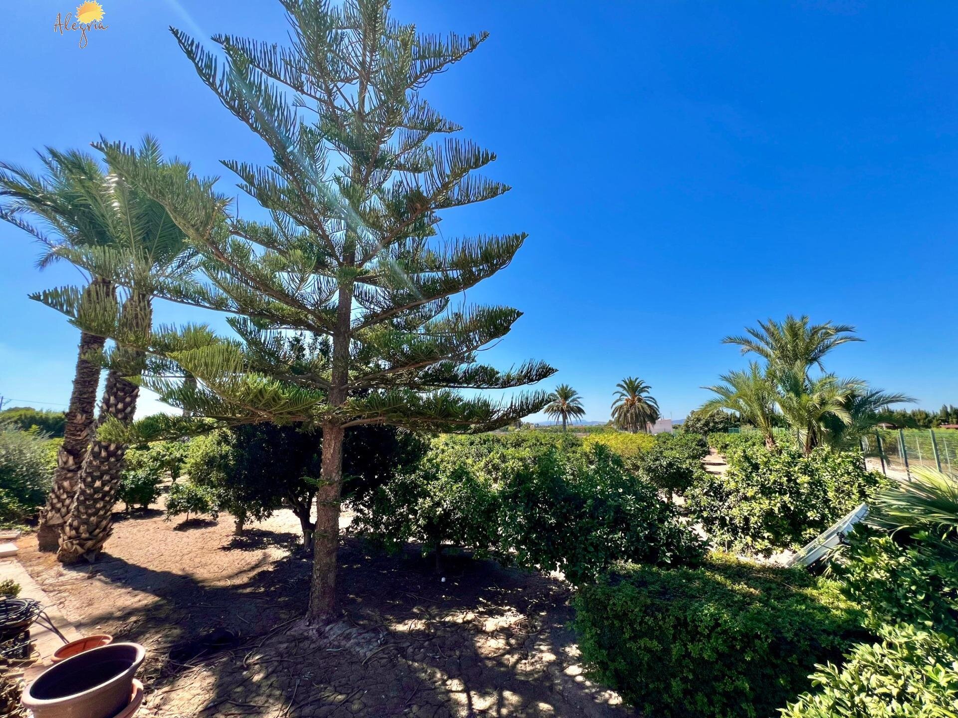 4-Bedroom Villa in Comunidad Valenciana, Almoradi - Image 22