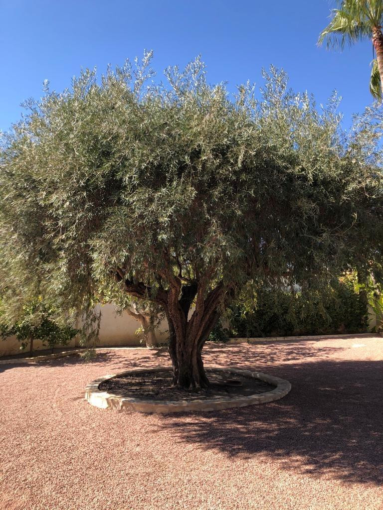 3-Bedroom Bungalow in Ciudad Quesada, Rojales | Sunny Cas... - Image 23