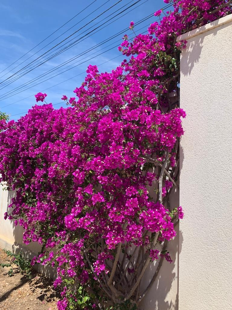 3-Bedroom Bungalow in Ciudad Quesada, Rojales | Sunny Cas... - Image 7