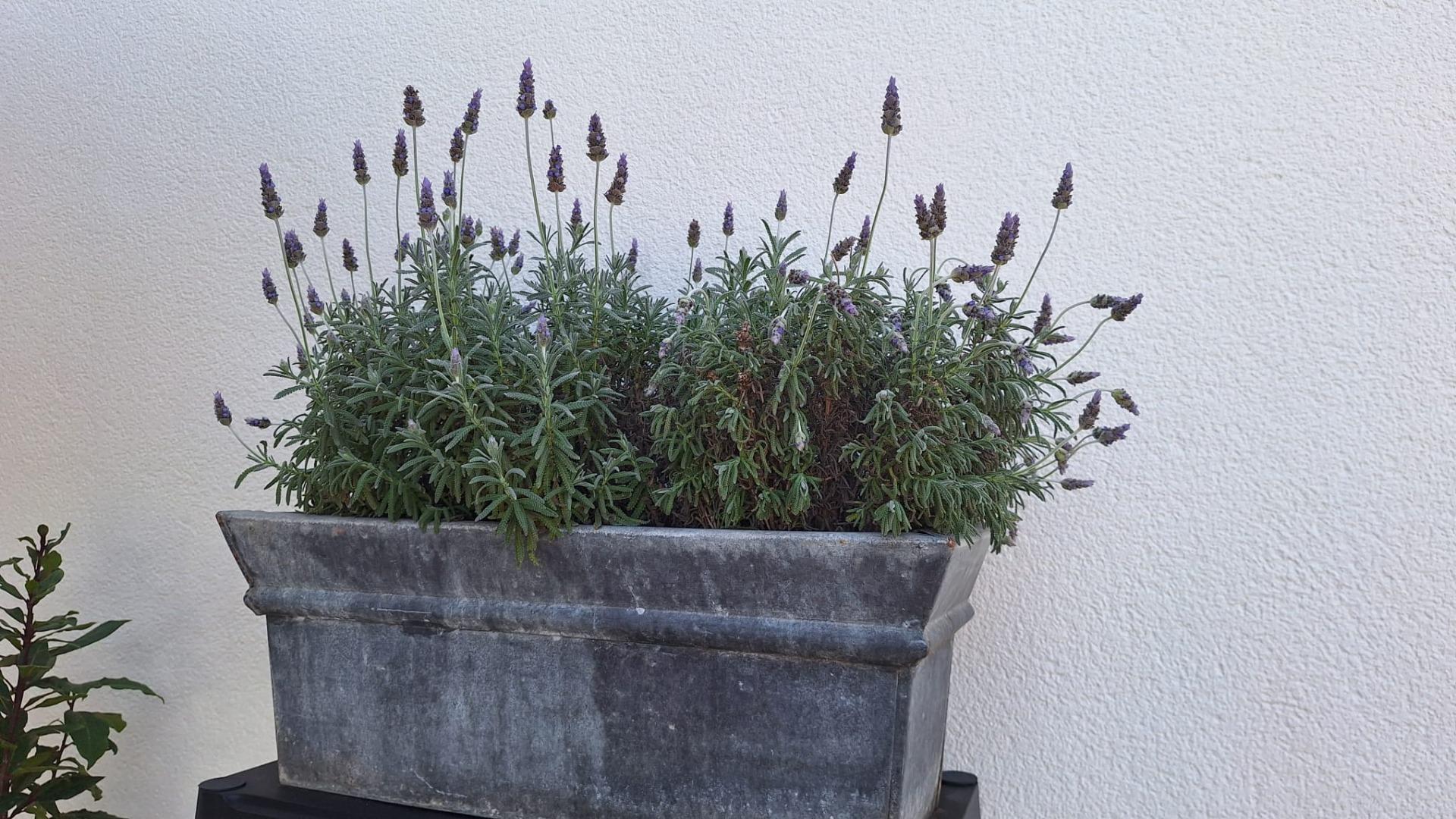 4-Bedroom Villa in Los Balcones - Los Altos del Edén, Torrevieja - Image 35